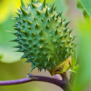 Dhattura - Dhattura Stramonium