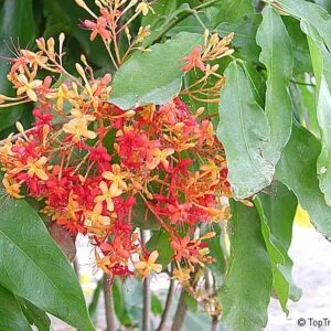 Asoka - Saraka asoca