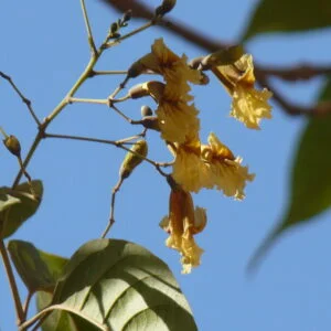 Patala - Stereosprmum chelonoies