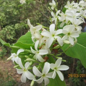 Kutaja - Holerrhena antidycentrica