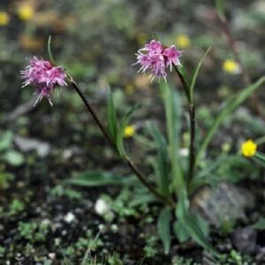 Jatamansi - Nordostachys jatamansi