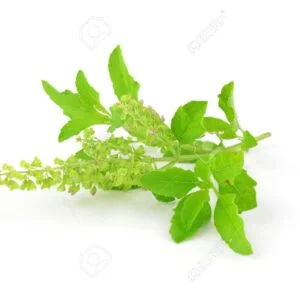 TULSI (HOLY BASIL)