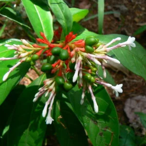 Sarpagandha - Rauwolfia serpentina