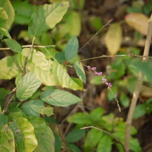 Sali parni - Desmodium gangeticum