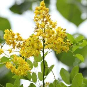 Lata karanja - Caesalpinia Crista