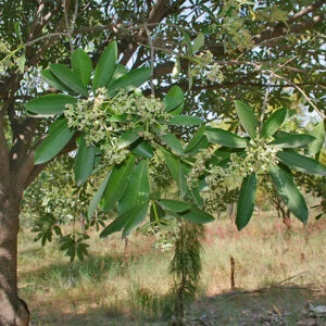 Sapta parna - Alstonia scholaris