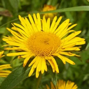 Puskaramula - Inula racemosa