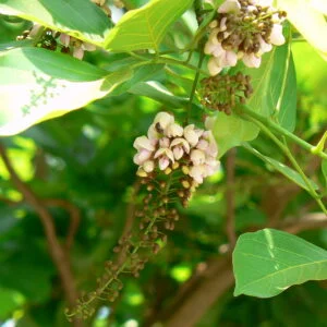 Prsni parni - Uraria picta