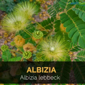 Sirisa - Albizia lebbek
