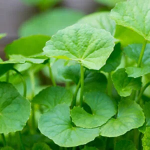 Manduka parni - Centella asiatica