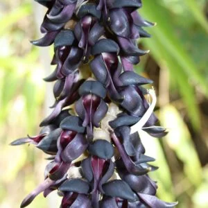 Kapikachhu - Mucuna prurita (M. pruriens)