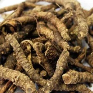 Katuki - Picrorrhiza kurroa