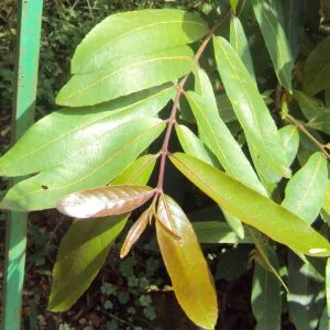 Arjuna -Terminalia arjuna