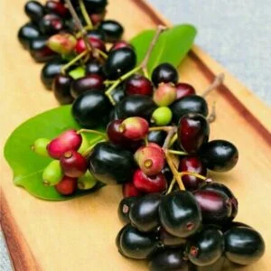 Jambu - Syzygium cumini (Eugenia jambolana)