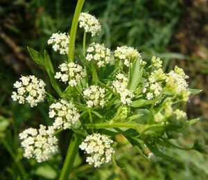 Ajamoda - Apium  graveolens