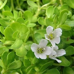 BRAHMI (BACOPA)
