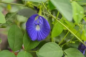 Aparajita -- Clitoria ternatea