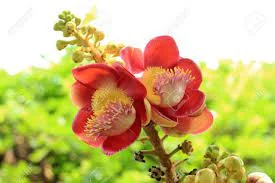 Sala - Shorea robusta