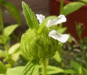 Drona puspi - Leucas cephalotus