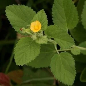 Naga Bala - Sida Veronicaefolia