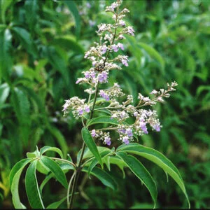 Nirgundi - Vitex negundo