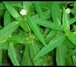 Bhrngaraja - Eclipta alba