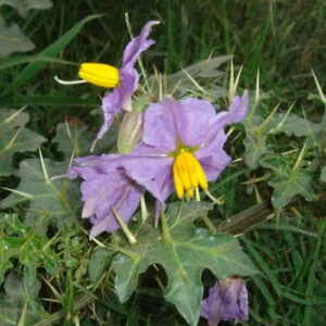 Kantakari - Solanum xanthocarpurn