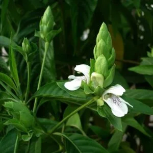 Vasa - Adhathoda vasica