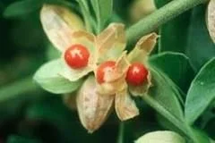 ASHWAGANDHA (WINTER CHERRY)